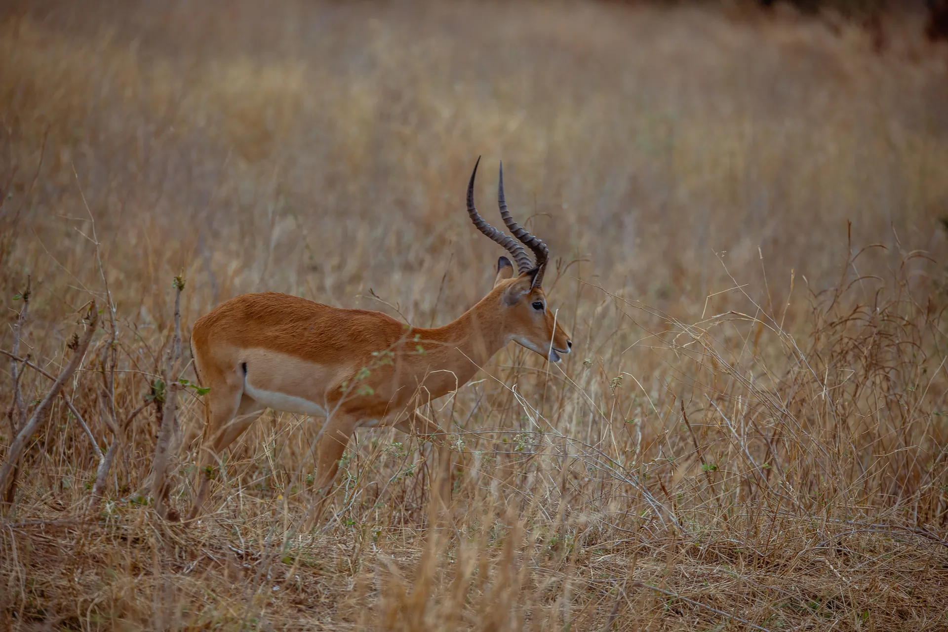 Wildlife in an East African safari landscape